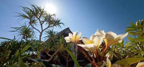 Hotel Murah di rote-island